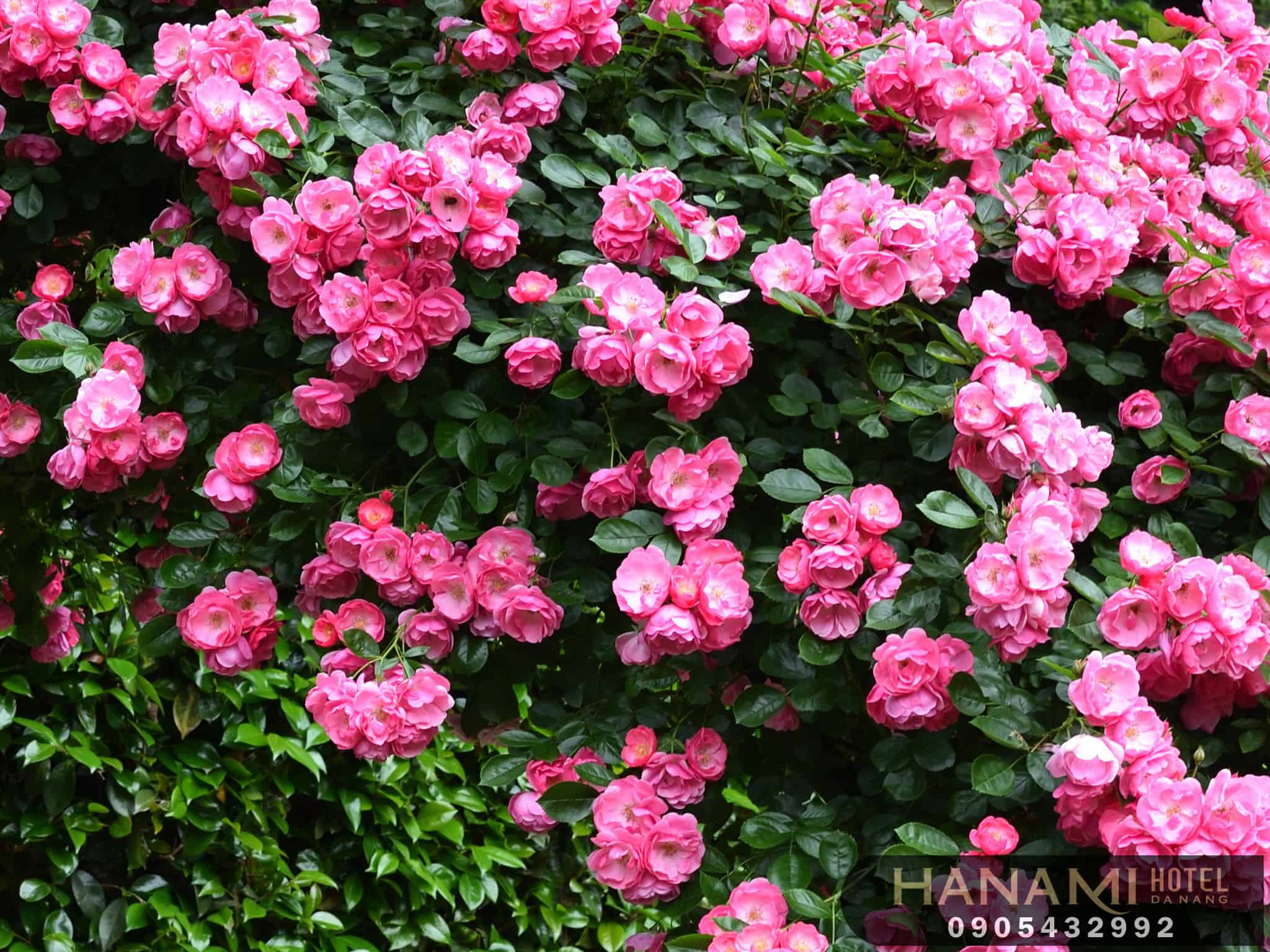 Các loại hoa hồng