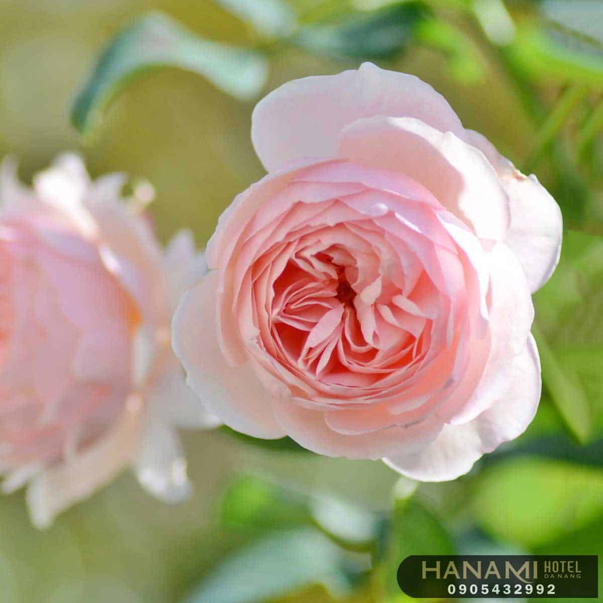 Các loại hoa hồng