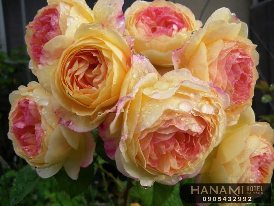 Các loại hoa hồng