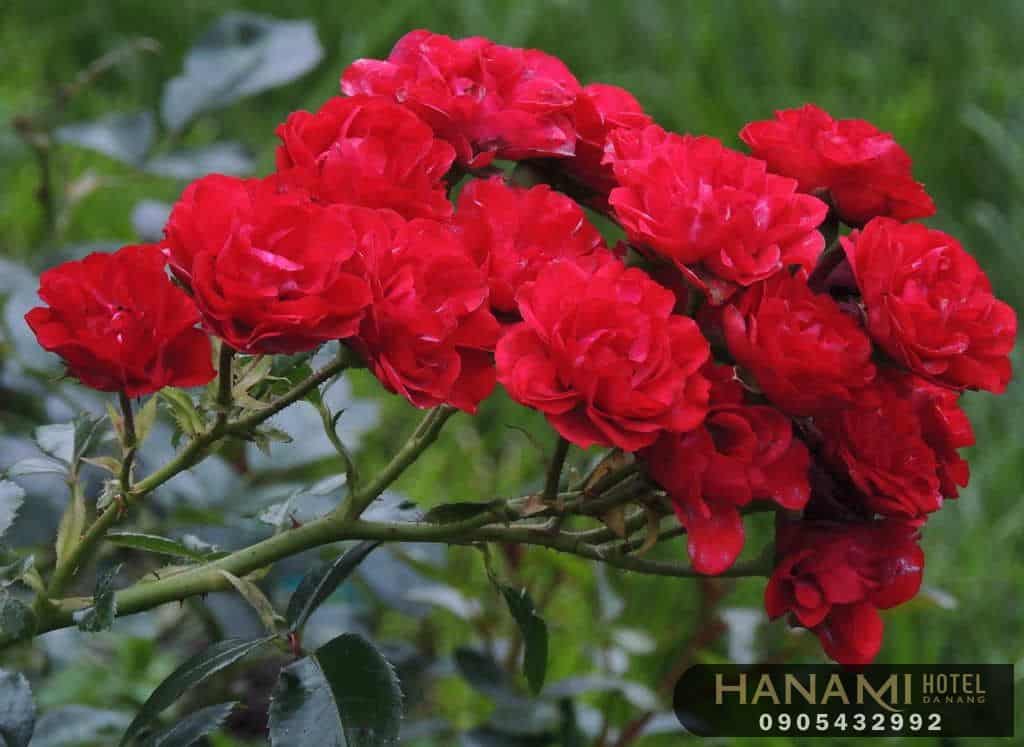 Các loại hoa hồng