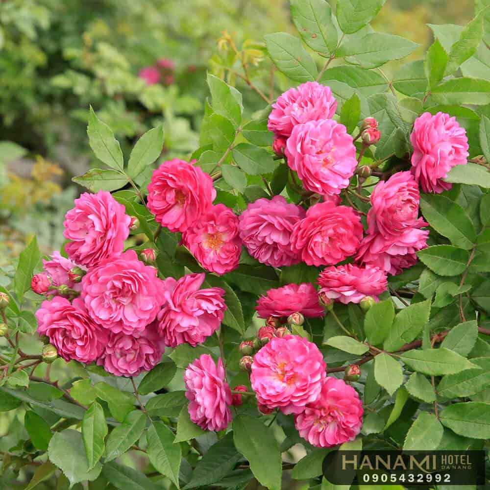 Các loại hoa hồng
