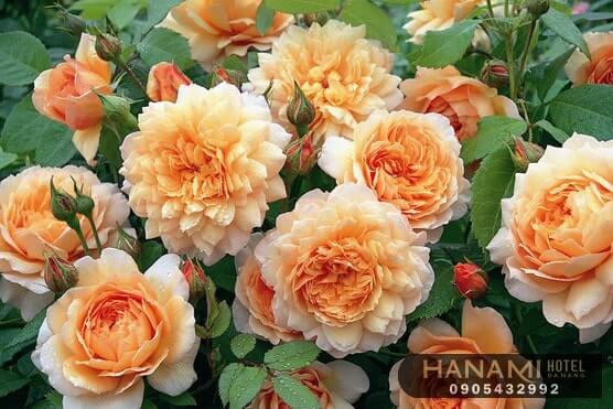 Các loại hoa hồng