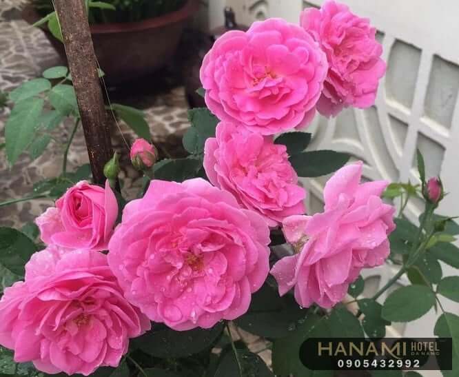 Các loại hoa hồng