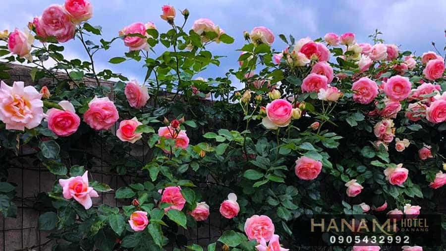 Các loại hoa hồng