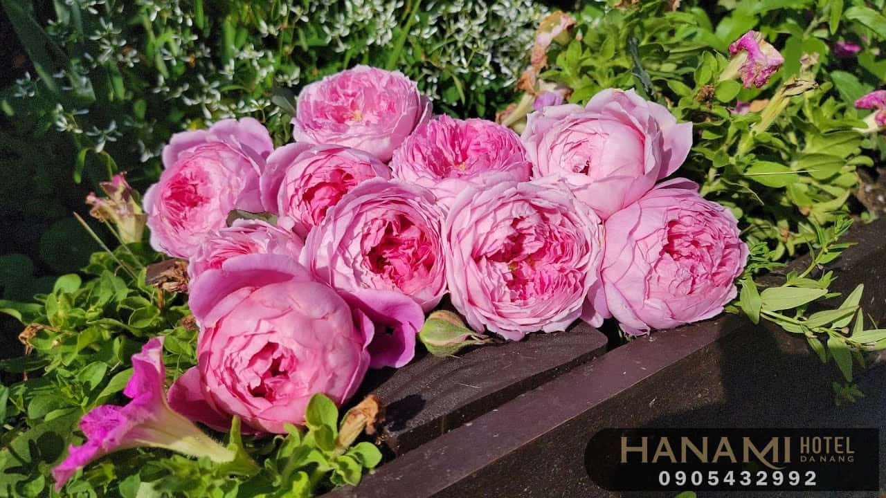 Các loại hoa hồng