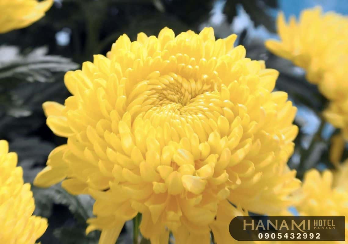 cách cắm hoa cúc để bàn thờ