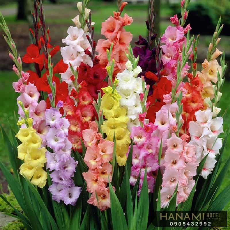 cách cắm hoa lay ơn