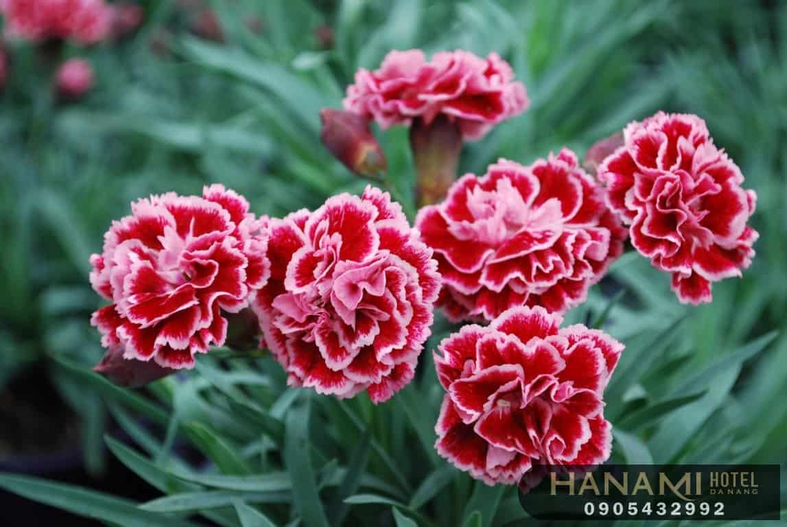 Bỏ túi 1 số ý nghĩa của các loài hoa trong tình yêu 17 ý nghĩa của các loài hoa trong tình yêu