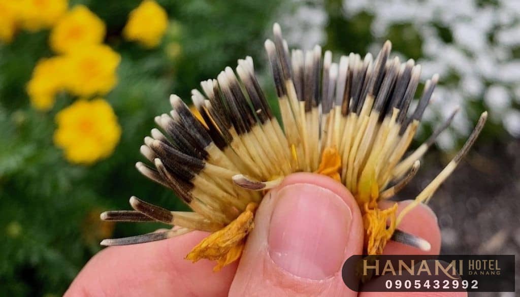 10 cửa hàng bán hạt giống hoa Đà Nẵng Chất lượng 6 Cửa hàng bán hoa