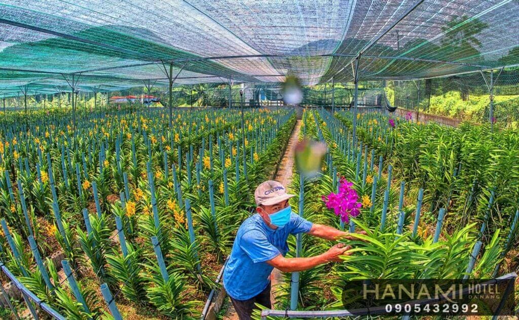 10 cửa hàng bán hạt giống hoa Đà Nẵng Chất lượng 9 Cửa hàng bán hoa