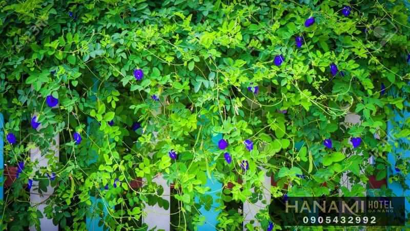 10 cửa hàng bán hạt giống hoa Đà Nẵng Chất lượng 2 cửa hàng bán hạt giống hoa