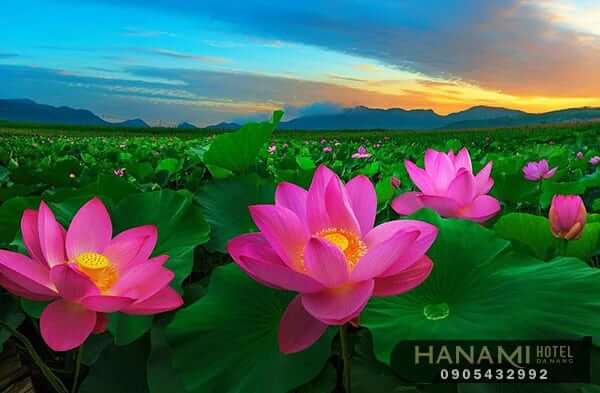 10 cửa hàng bán hạt giống hoa Đà Nẵng Chất lượng 7 cửa hàng bán hoa