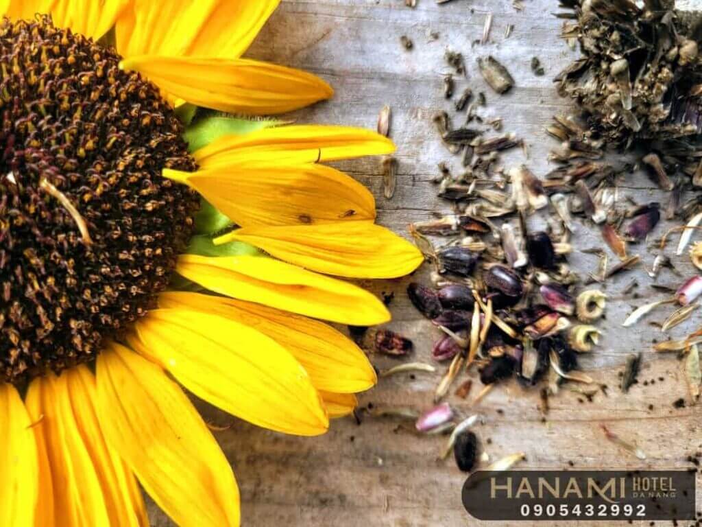 10 cửa hàng bán hạt giống hoa Đà Nẵng Chất lượng 5 cửa hàng bán hạt giống hoa