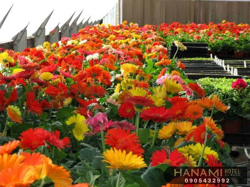 10 cửa hàng bán hạt giống hoa Đà Nẵng Chất lượng 3 cửa hàng bán hoa