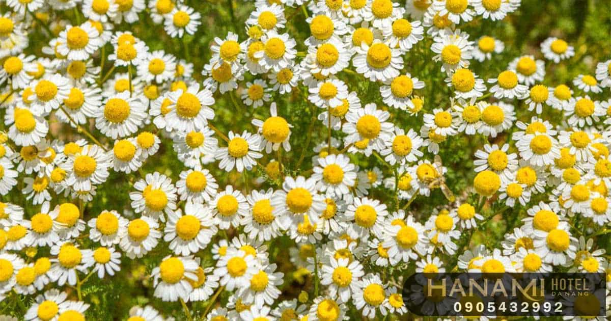 Bỏ túi 1 số ý nghĩa của các loài hoa trong tình yêu 19 ý nghĩa của các loài hoa trong tình yêu