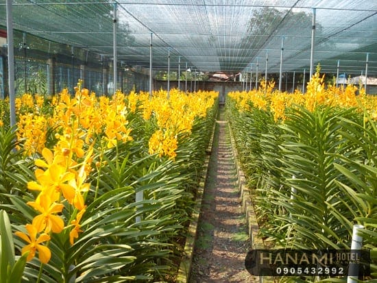 Bật mí địa chỉ cung cấp hoa Lan Đà Nẵng giá rẻ, chất lượng 9 địa chỉ cung cấp hoa Lan Đà Nẵng