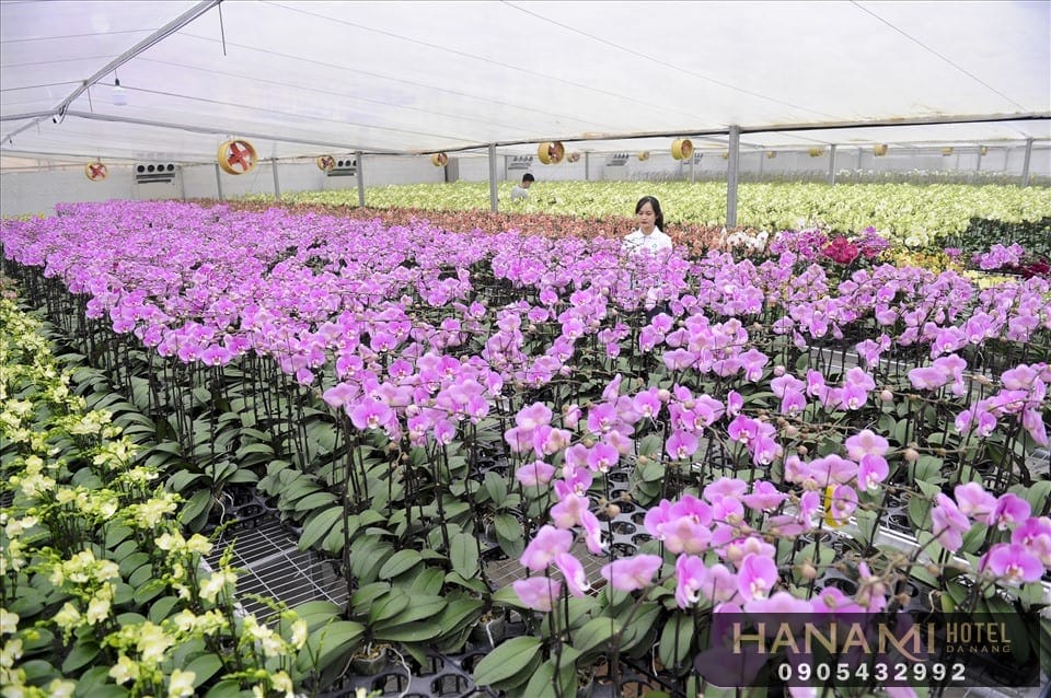 Bật mí địa chỉ cung cấp hoa Lan Đà Nẵng giá rẻ, chất lượng 7 địa chỉ cung cấp hoa Lan Đà Nẵng