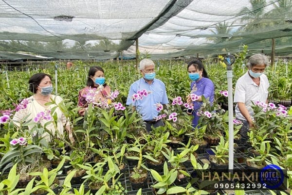 Bật mí địa chỉ cung cấp hoa Lan Đà Nẵng giá rẻ, chất lượng 11 địa chỉ cung cấp hoa Lan Đà Nẵng