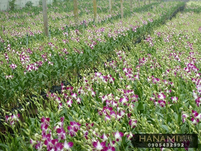 Bật mí địa chỉ cung cấp hoa Lan Đà Nẵng giá rẻ, chất lượng 1 địa chỉ cung cấp hoa Lan Đà Nẵng