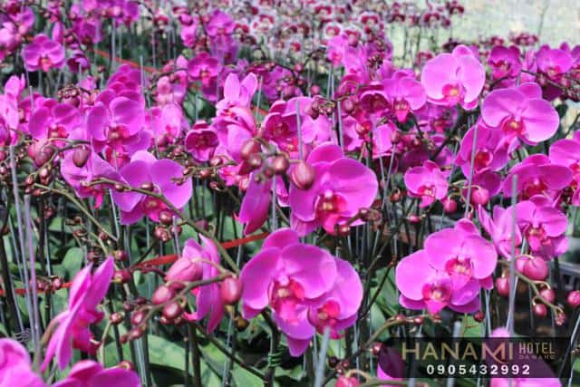 Bật mí địa chỉ cung cấp hoa Lan Đà Nẵng giá rẻ, chất lượng 2 địa chỉ cung cấp hoa Lan Đà Nẵng