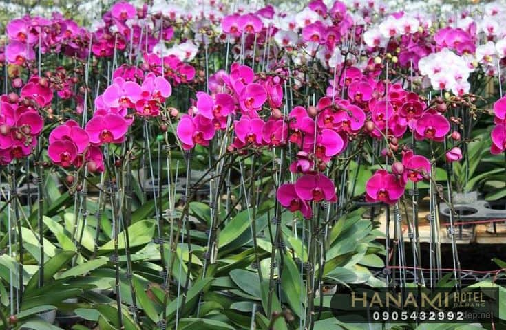 Bật mí địa chỉ cung cấp hoa Lan Đà Nẵng giá rẻ, chất lượng 3 địa chỉ cung cấp hoa Lan Đà Nẵng