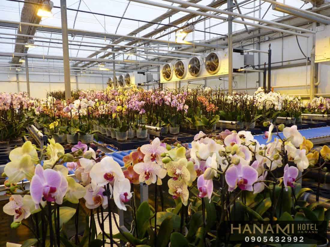 Bật mí địa chỉ cung cấp hoa Lan Đà Nẵng giá rẻ, chất lượng 4 địa chỉ cung cấp hoa Lan Đà Nẵng