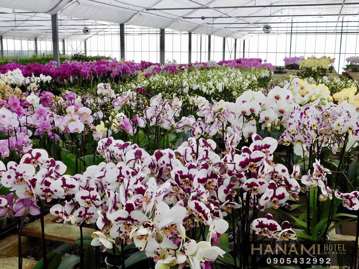 Bật mí địa chỉ cung cấp hoa Lan Đà Nẵng giá rẻ, chất lượng 5 địa chỉ cung cấp hoa Lan Đà Nẵng