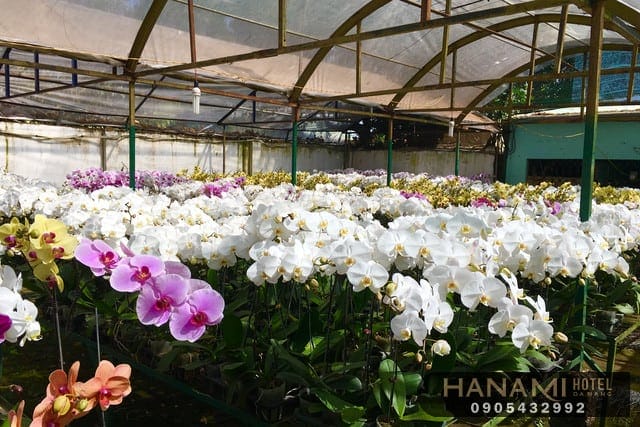 Bật mí địa chỉ cung cấp hoa Lan Đà Nẵng giá rẻ, chất lượng 6 địa chỉ cung cấp hoa Lan Đà Nẵng