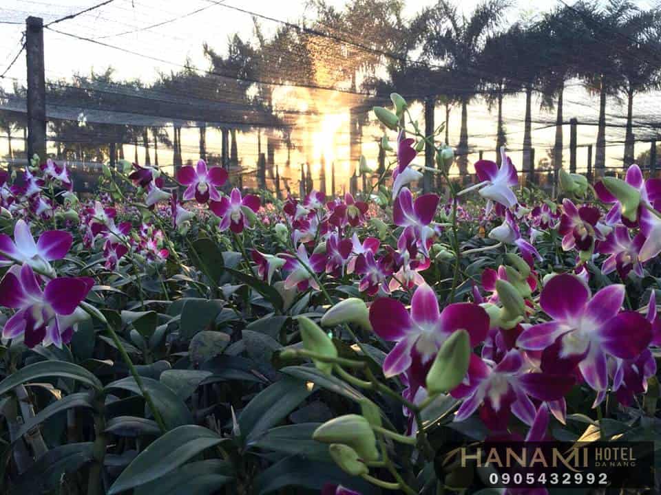 Bật mí địa chỉ cung cấp hoa Lan Đà Nẵng giá rẻ, chất lượng 8 địa chỉ cung cấp hoa Lan Đà Nẵng