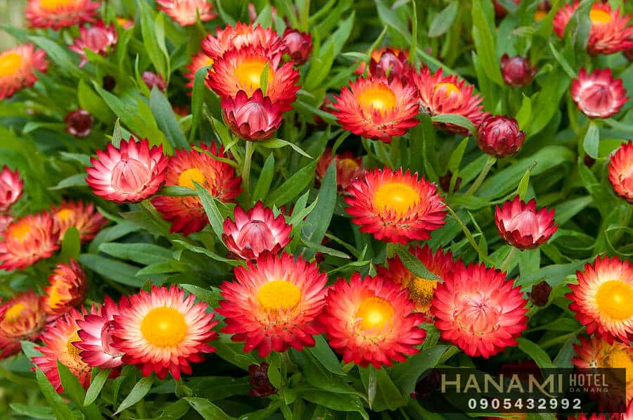 Bỏ túi 1 số ý nghĩa của các loài hoa trong tình yêu 16 ý nghĩa của các loài hoa trong tình yêu