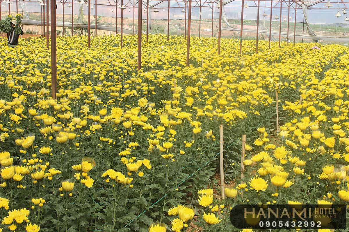 hoa Đà Lạt đẹp nhất