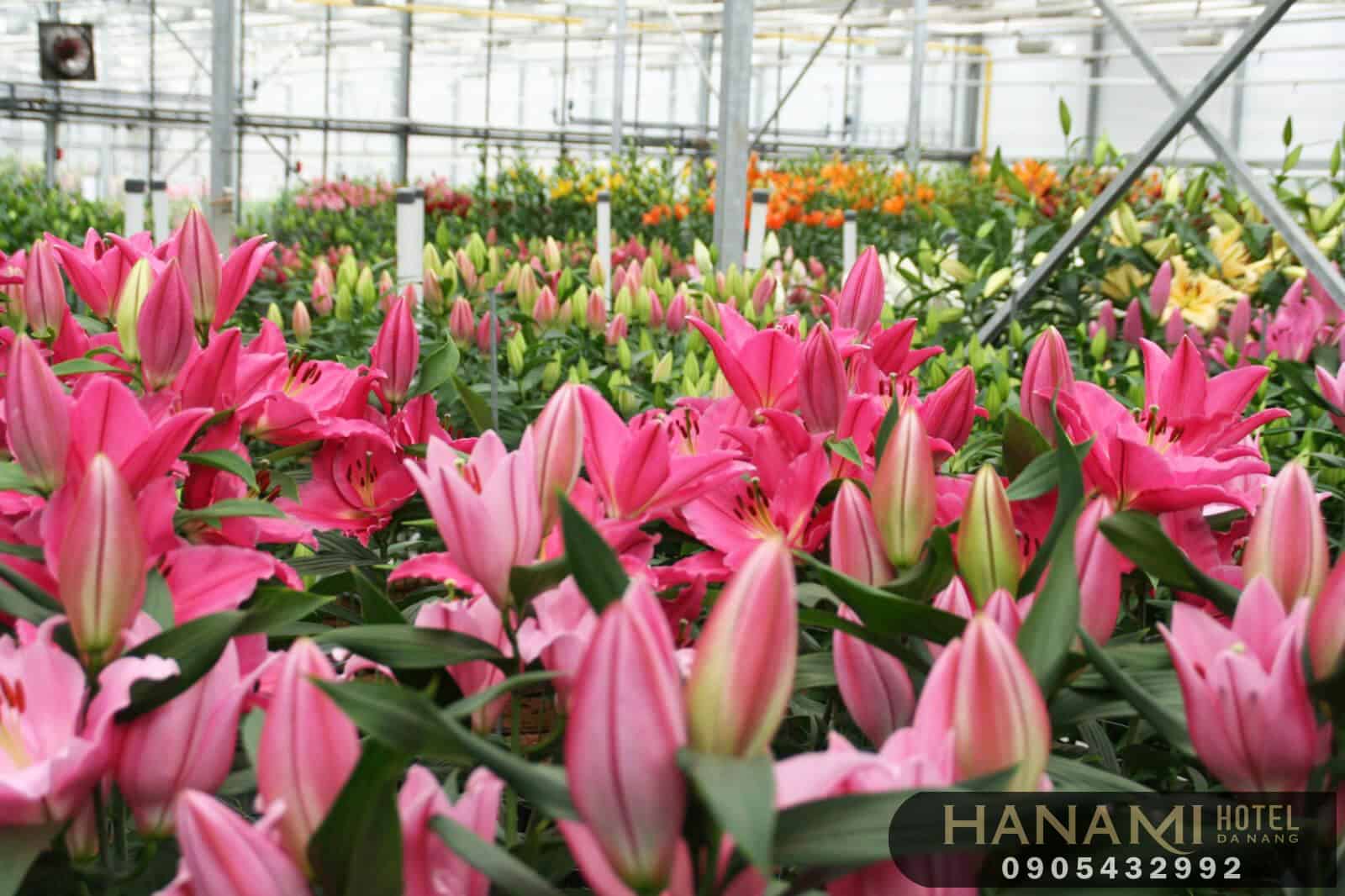 hoa Đà Lạt đẹp nhất