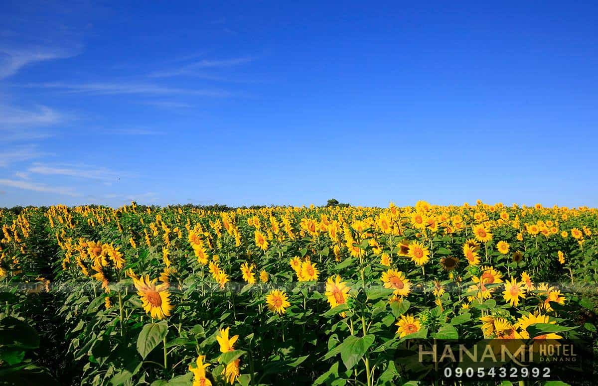 hoa Đà Lạt đẹp nhất