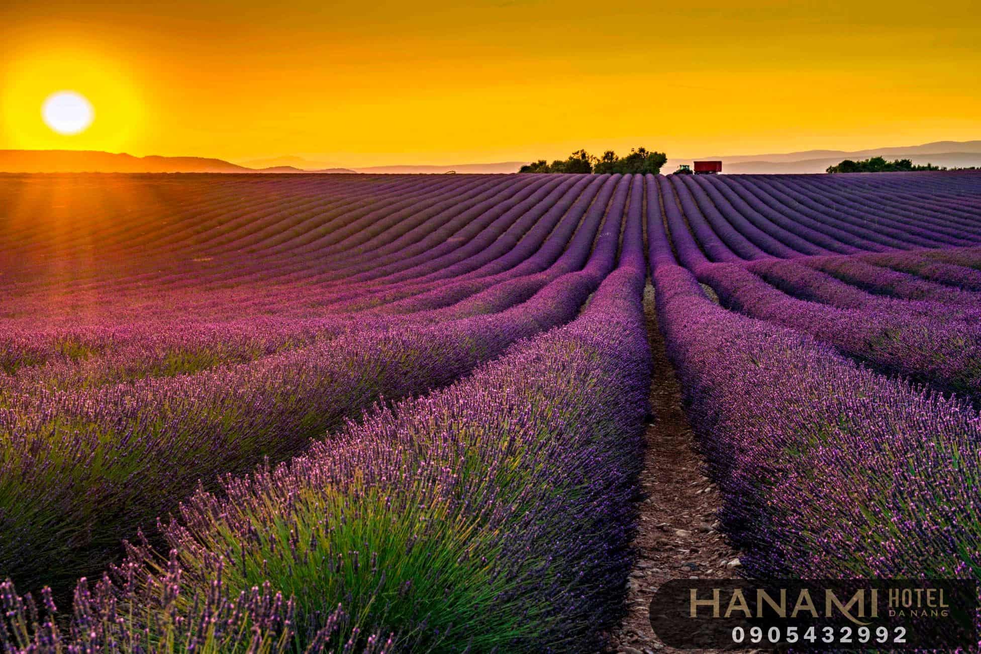 hoa Đà Lạt đẹp nhất