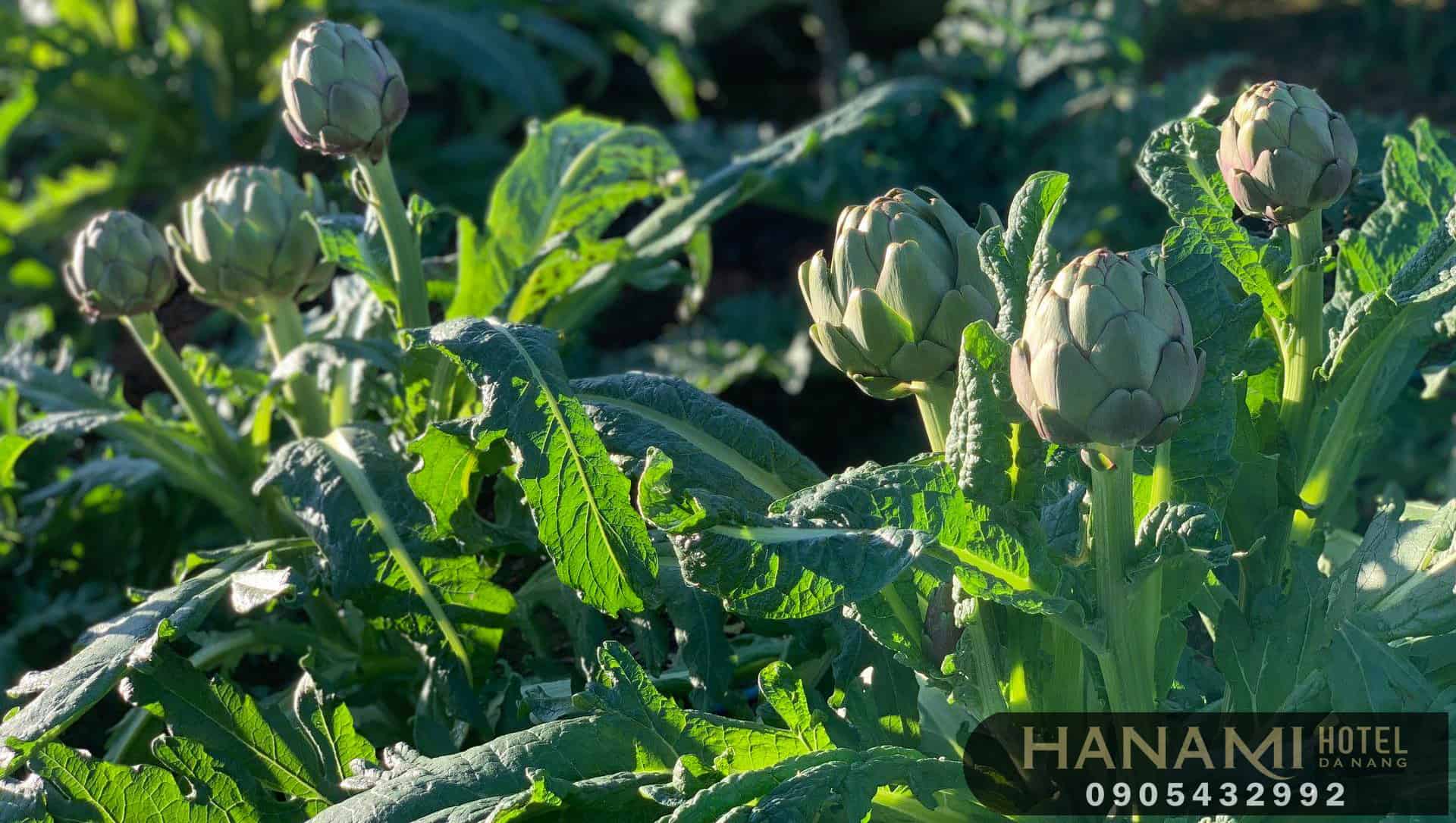 hoa Đà Lạt đẹp nhất