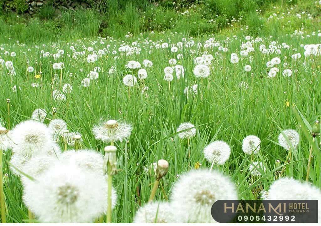 hoa Đà Lạt đẹp nhất