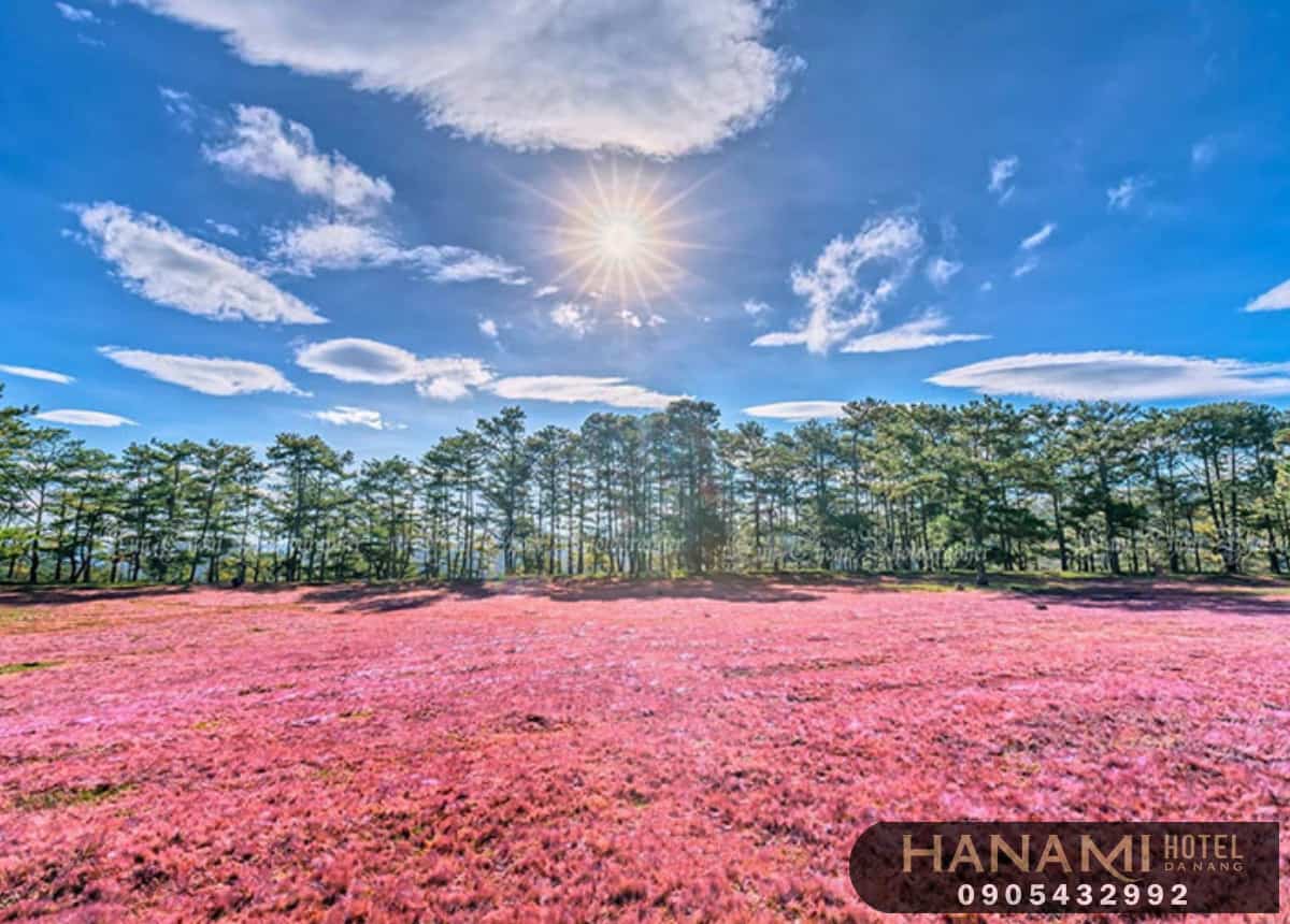 hoa Đà Lạt đẹp nhất