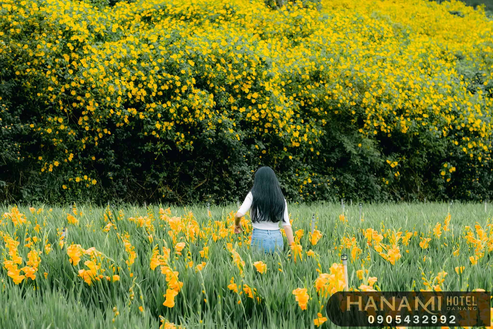 hoa Đà Lạt đẹp nhất