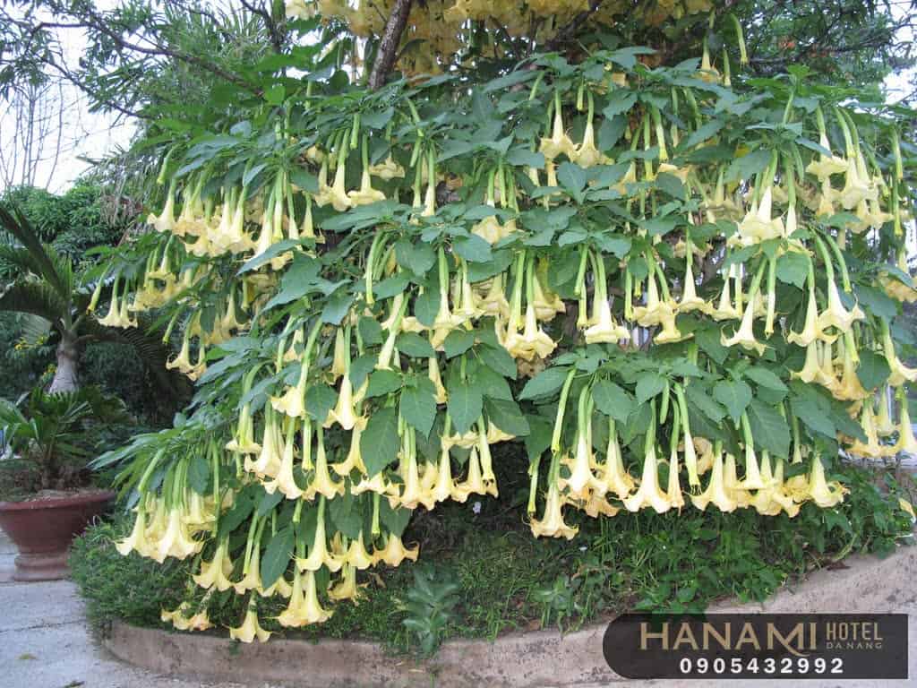 hoa Đà Lạt đẹp nhất