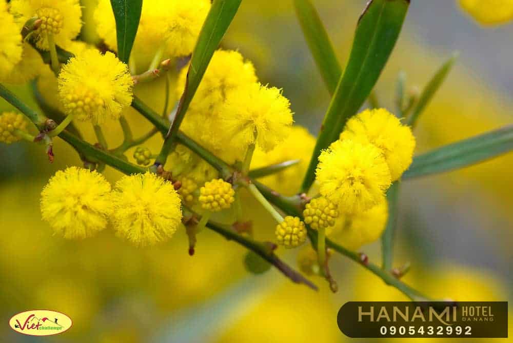 hoa Đà Lạt đẹp nhất