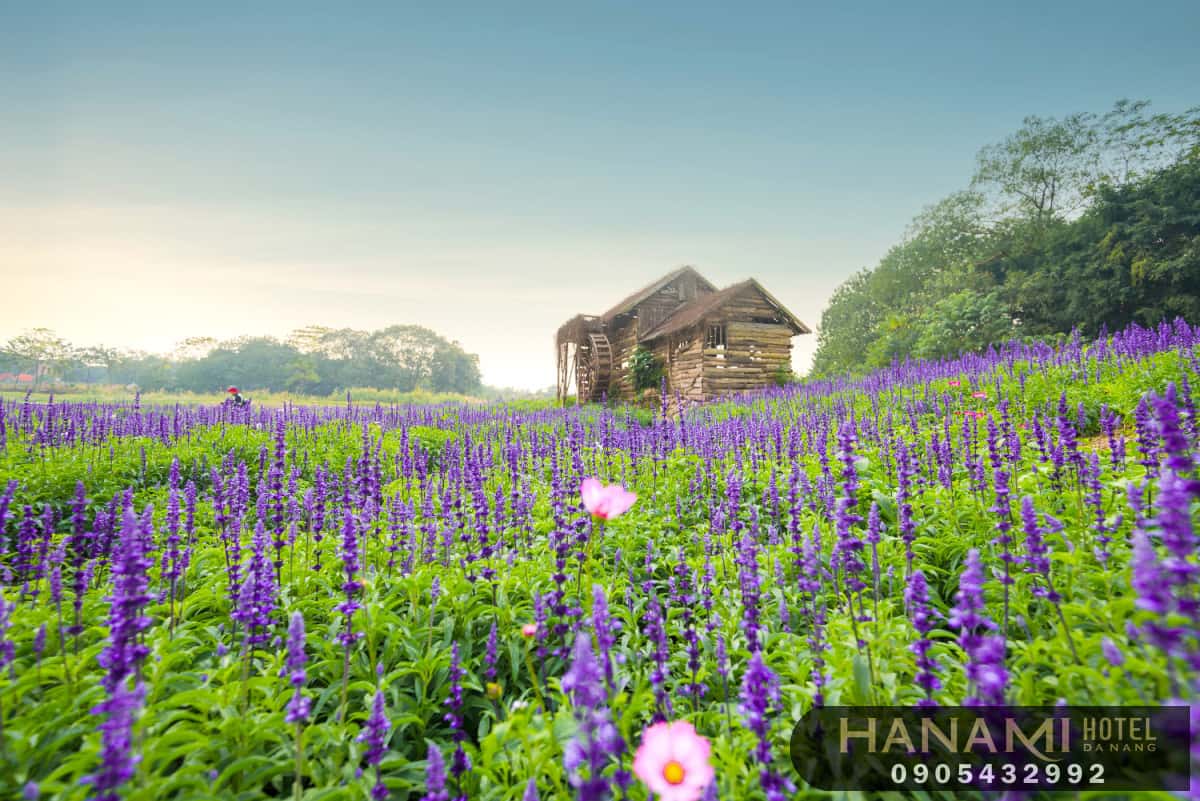 hoa Đà Lạt đẹp nhất