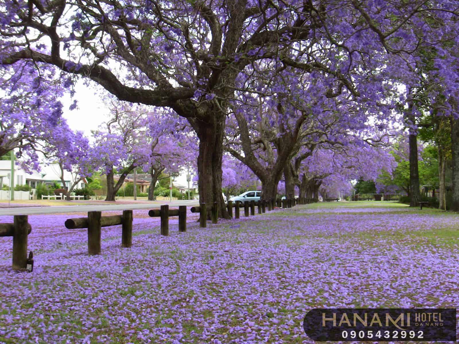 hoa Đà Lạt đẹp nhất