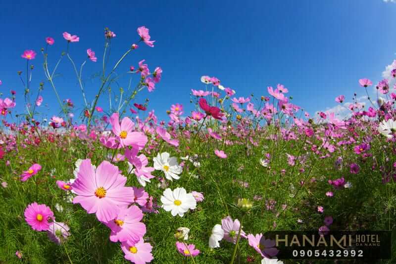 hoa Đà Lạt đẹp nhất