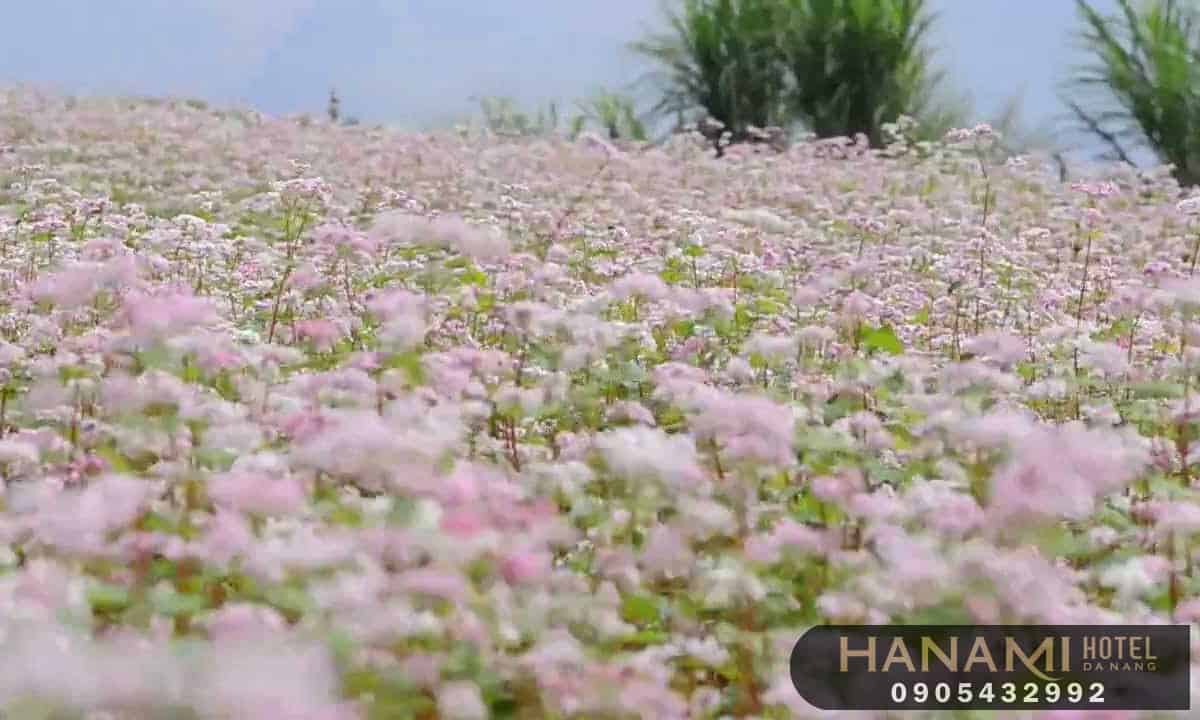 hoa Đà Lạt đẹp nhất