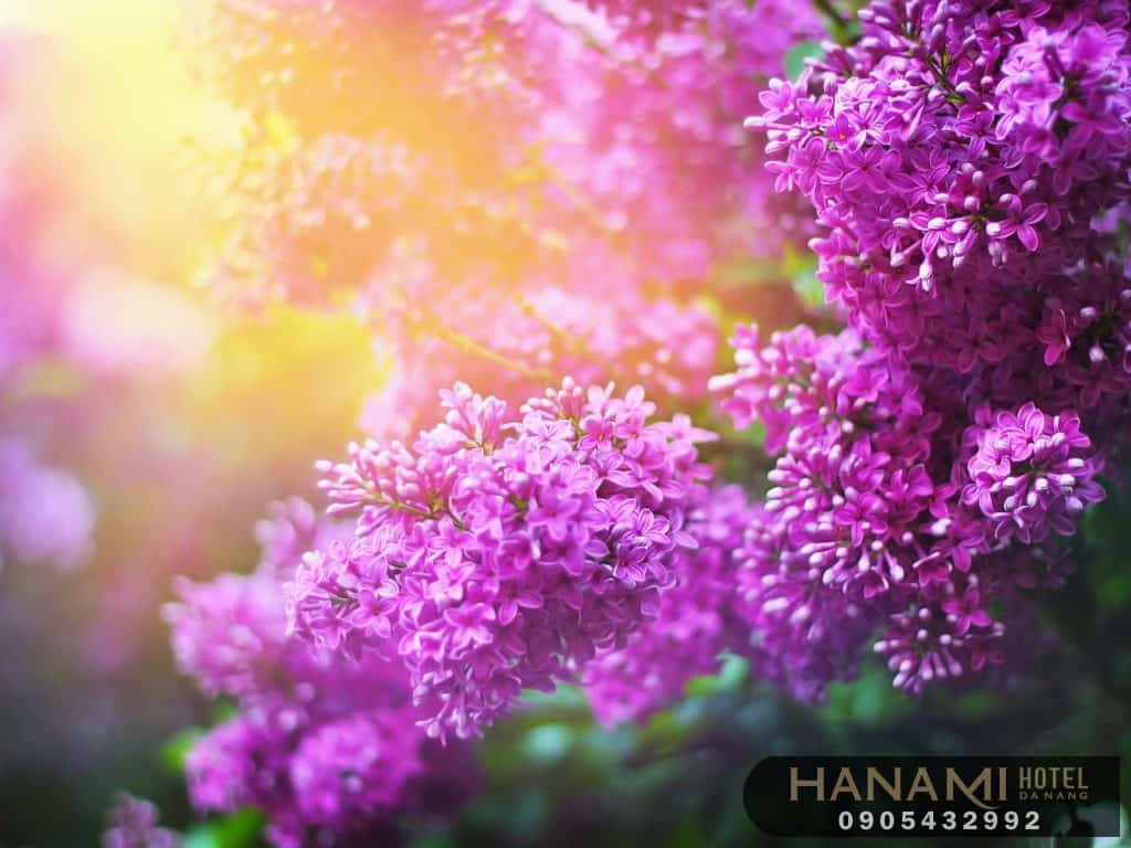 Bỏ túi 1 số ý nghĩa của các loài hoa trong tình yêu 11 ý nghĩa của các loài hoa trong tình yêu