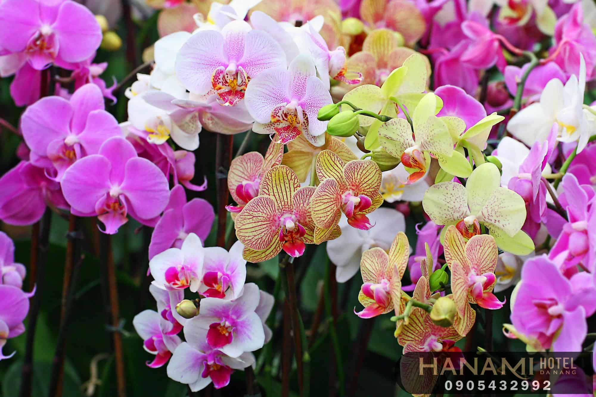 Bỏ túi 1 số ý nghĩa của các loài hoa trong tình yêu 10 ý nghĩa của các loài hoa trong tình yêu