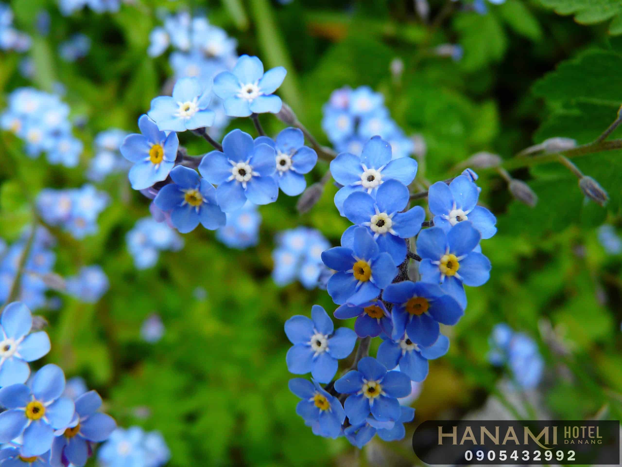 Bỏ túi 1 số ý nghĩa của các loài hoa trong tình yêu 12 ý nghĩa của các loài hoa trong tình yêu