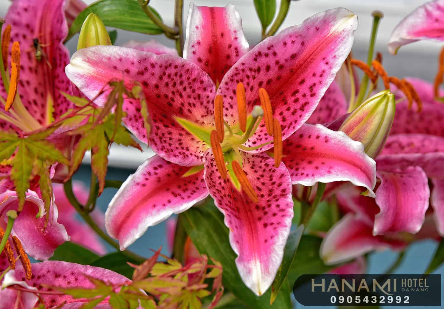 Bỏ túi 1 số ý nghĩa của các loài hoa trong tình yêu 8 ý nghĩa của các loài hoa trong tình yêu