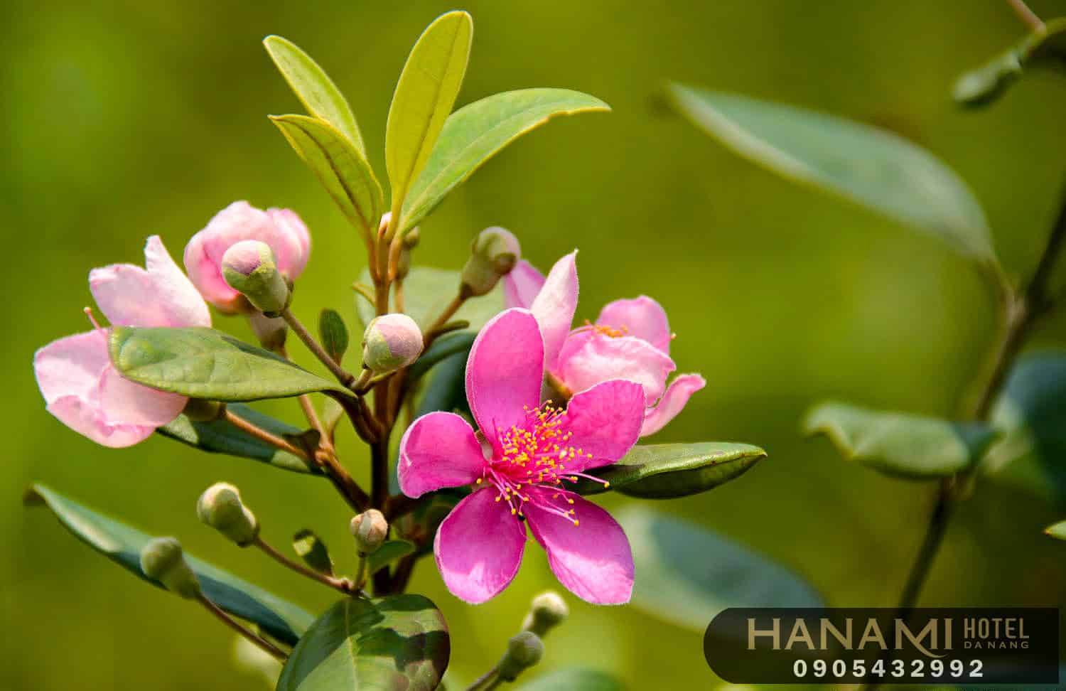 Bỏ túi 1 số ý nghĩa của các loài hoa trong tình yêu 5 ý nghĩa của các loài hoa trong tình yêu