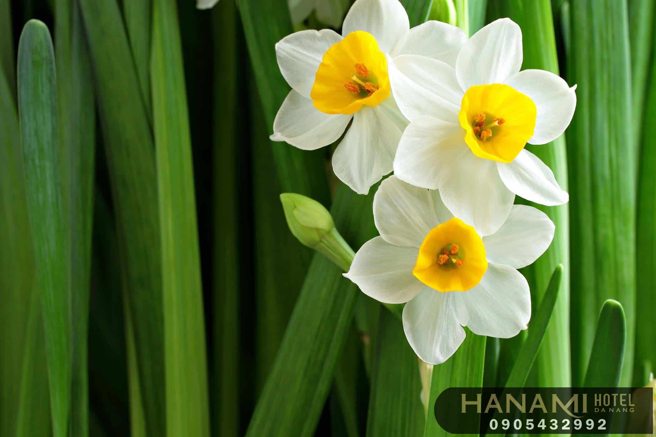 Bỏ túi 1 số ý nghĩa của các loài hoa trong tình yêu 6 ý nghĩa của các loài hoa trong tình yêu